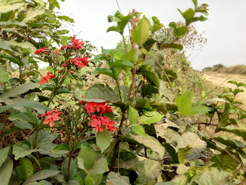 Paint roller and paint cans for coverage calculation